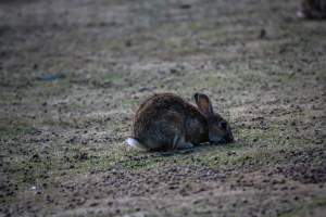City Hill Rabbit Control Program Canberra - Photos taken during the 'Rabbit Control Program' in 2023 at City Hill, Canberra. - Captured at ACT.