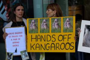 Global Day of Protest at Adidas 2023 - Photos taken at the Global Day of Protest at Adidas in 2023 in Canberra. This protest was hosted by Animal Defenders Office, Canberra Animal Rights Alliance, Save Canberra's Kangaroos, and Animal Liberation ACT. - Captured at ACT.