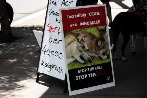 Global Day of Protest at Adidas 2023 - Photos taken at the Global Day of Protest at Adidas in 2023 in Canberra. This protest was hosted by Animal Defenders Office, Canberra Animal Rights Alliance, Save Canberra's Kangaroos, and Animal Liberation ACT. - Captured at ACT.