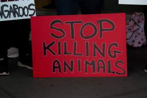 Global Day of Protest at Adidas 2023 - Photos taken at the Global Day of Protest at Adidas in 2023 in Canberra. This protest was hosted by Animal Defenders Office, Canberra Animal Rights Alliance, Save Canberra's Kangaroos, and Animal Liberation ACT. - Captured at ACT.