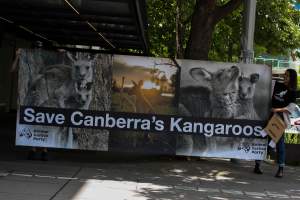 Global Day of Protest at Adidas 2023 - Photos taken at the Global Day of Protest at Adidas in 2023 in Canberra. This protest was hosted by Animal Defenders Office, Canberra Animal Rights Alliance, Save Canberra's Kangaroos, and Animal Liberation ACT. - Captured at ACT.