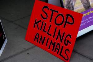 Global Day of Protest at Adidas 2023 - Photos taken at the Global Day of Protest at Adidas in 2023 in Canberra. This protest was hosted by Animal Defenders Office, Canberra Animal Rights Alliance, Save Canberra's Kangaroos, and Animal Liberation ACT. - Captured at ACT.