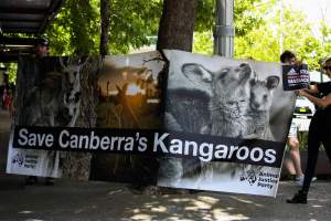Global Day of Protest at Adidas 2023 - Photos taken at the Global Day of Protest at Adidas in 2023 in Canberra. This protest was hosted by Animal Defenders Office, Canberra Animal Rights Alliance, Save Canberra's Kangaroos, and Animal Liberation ACT. - Captured at ACT.