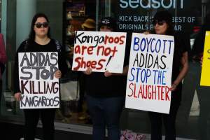 Global Day of Protest at Adidas 2023 - Photos taken at the Global Day of Protest at Adidas in 2023 in Canberra. This protest was hosted by Animal Defenders Office, Canberra Animal Rights Alliance, Save Canberra's Kangaroos, and Animal Liberation ACT. - Captured at ACT.