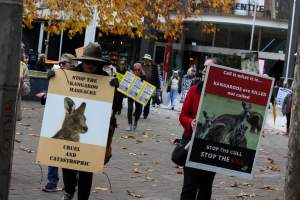 Walk for Justice for ACT Kangaroos 2025 - Photos taken at the Walk for Justice for ACT Kangaroos, to call for an end to the annual kangaroo cull in Canberra. This event was hosted by Animal Defenders Office, Save Canberra's Kangaroos, and Animal Liberation ACT. - Captured at ACT.