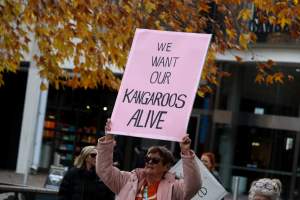 Walk for Justice for ACT Kangaroos 2025 - Photos taken at the Walk for Justice for ACT Kangaroos, to call for an end to the annual kangaroo cull in Canberra. This event was hosted by Animal Defenders Office, Save Canberra's Kangaroos, and Animal Liberation ACT. - Captured at ACT.