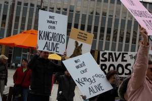Walk for Justice for ACT Kangaroos 2025 - Photos taken at the Walk for Justice for ACT Kangaroos, to call for an end to the annual kangaroo cull in Canberra. This event was hosted by Animal Defenders Office, Save Canberra's Kangaroos, and Animal Liberation ACT. - Captured at ACT.