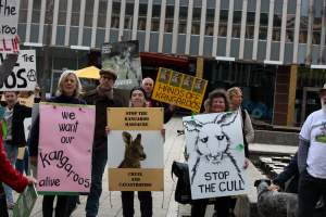 Walk for Justice for ACT Kangaroos 2025 - Photos taken at the Walk for Justice for ACT Kangaroos, to call for an end to the annual kangaroo cull in Canberra. This event was hosted by Animal Defenders Office, Save Canberra's Kangaroos, and Animal Liberation ACT. - Captured at ACT.