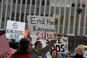 Walk for Justice for ACT Kangaroos 2025 - Photos taken at the Walk for Justice for ACT Kangaroos, to call for an end to the annual kangaroo cull in Canberra. This event was hosted by Animal Defenders Office, Save Canberra's Kangaroos, and Animal Liberation ACT. - Captured at ACT.