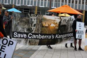Walk for Justice for ACT Kangaroos 2025 - Photos taken at the Walk for Justice for ACT Kangaroos, to call for an end to the annual kangaroo cull in Canberra. This event was hosted by Animal Defenders Office, Save Canberra's Kangaroos, and Animal Liberation ACT. - Captured at ACT.