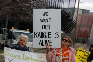 Walk for Justice for ACT Kangaroos 2025 - Photos taken at the Walk for Justice for ACT Kangaroos, to call for an end to the annual kangaroo cull in Canberra. This event was hosted by Animal Defenders Office, Save Canberra's Kangaroos, and Animal Liberation ACT. - Captured at ACT.