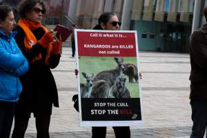 Walk for Justice for ACT Kangaroos 2025 - Photos taken at the Walk for Justice for ACT Kangaroos, to call for an end to the annual kangaroo cull in Canberra. This event was hosted by Animal Defenders Office, Save Canberra's Kangaroos, and Animal Liberation ACT. - Captured at ACT.