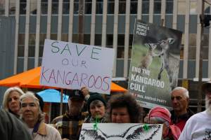 Walk for Justice for ACT Kangaroos 2025 - Photos taken at the Walk for Justice for ACT Kangaroos, to call for an end to the annual kangaroo cull in Canberra. This event was hosted by Animal Defenders Office, Save Canberra's Kangaroos, and Animal Liberation ACT. - Captured at ACT.