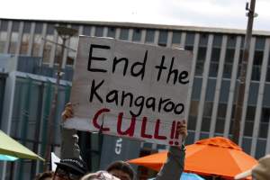 Walk for Justice for ACT Kangaroos 2025 - Photos taken at the Walk for Justice for ACT Kangaroos, to call for an end to the annual kangaroo cull in Canberra. This event was hosted by Animal Defenders Office, Save Canberra's Kangaroos, and Animal Liberation ACT. - Captured at ACT.