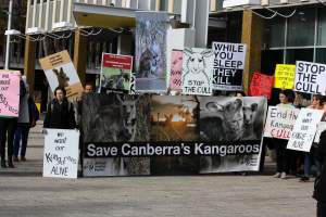 Walk for Justice for ACT Kangaroos 2025 - Photos taken at the Walk for Justice for ACT Kangaroos, to call for an end to the annual kangaroo cull in Canberra. This event was hosted by Animal Defenders Office, Save Canberra's Kangaroos, and Animal Liberation ACT. - Captured at ACT.
