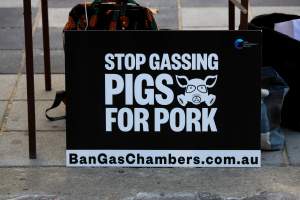 Go Vegan Outreach 2025 - Photos taken at 'Go Vegan' Outreach in Canberra, 2025, hosted by Canberra Animal Rights Alliance. - Captured at ACT.