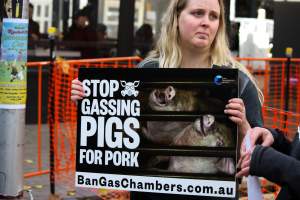 Go Vegan Outreach 2025 - Photos taken at 'Go Vegan' Outreach in Canberra, 2025, hosted by Canberra Animal Rights Alliance. - Captured at ACT.