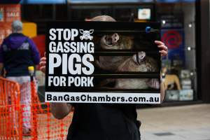 Go Vegan Outreach 2025 - Photos taken at 'Go Vegan' Outreach in Canberra, 2025, hosted by Canberra Animal Rights Alliance. - Captured at ACT.