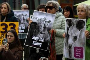 Rally Against the Kangaroo Cull 2026 - Photos taken at a Rally against the annual Kangaroo Cull in Canberra, 2026. This rally was hosted by Animal Defenders Office, Save Canberra's Kangaroos, Animal Liberation ACT, and Animal Justice Party ACT. - Captured at ACT.