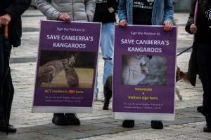 Rally Against the Kangaroo Cull 2026 - Photos taken at a Rally against the annual Kangaroo Cull in Canberra, 2026. This rally was hosted by Animal Defenders Office, Save Canberra's Kangaroos, Animal Liberation ACT, and Animal Justice Party ACT. - Captured at ACT.