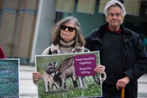 Rally Against the Kangaroo Cull 2026 - Photos taken at a Rally against the annual Kangaroo Cull in Canberra, 2026. This rally was hosted by Animal Defenders Office, Save Canberra's Kangaroos, Animal Liberation ACT, and Animal Justice Party ACT. - Captured at ACT.