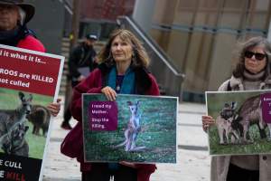 Rally Against the Kangaroo Cull 2026 - Photos taken at a Rally against the annual Kangaroo Cull in Canberra, 2026. This rally was hosted by Animal Defenders Office, Save Canberra's Kangaroos, Animal Liberation ACT, and Animal Justice Party ACT. - Captured at ACT.