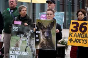 Rally Against the Kangaroo Cull 2026 - Photos taken at a Rally against the annual Kangaroo Cull in Canberra, 2026. This rally was hosted by Animal Defenders Office, Save Canberra's Kangaroos, Animal Liberation ACT, and Animal Justice Party ACT. - Captured at ACT.