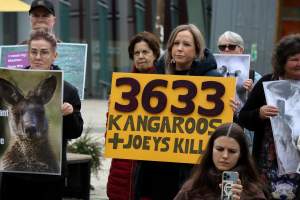 Rally Against the Kangaroo Cull 2026 - Photos taken at a Rally against the annual Kangaroo Cull in Canberra, 2026. This rally was hosted by Animal Defenders Office, Save Canberra's Kangaroos, Animal Liberation ACT, and Animal Justice Party ACT. - Captured at ACT.