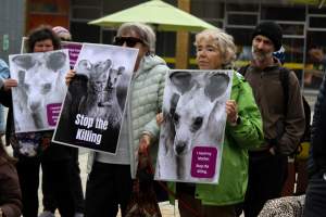 Rally Against the Kangaroo Cull 2026 - Photos taken at a Rally against the annual Kangaroo Cull in Canberra, 2026. This rally was hosted by Animal Defenders Office, Save Canberra's Kangaroos, Animal Liberation ACT, and Animal Justice Party ACT. - Captured at ACT.