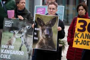 Rally Against the Kangaroo Cull 2026 - Photos taken at a Rally against the annual Kangaroo Cull in Canberra, 2026. This rally was hosted by Animal Defenders Office, Save Canberra's Kangaroos, Animal Liberation ACT, and Animal Justice Party ACT. - Captured at ACT.