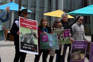 Rally Against the Kangaroo Cull 2026 - Photos taken at a Rally against the annual Kangaroo Cull in Canberra, 2026. This rally was hosted by Animal Defenders Office, Save Canberra's Kangaroos, Animal Liberation ACT, and Animal Justice Party ACT. - Captured at ACT.