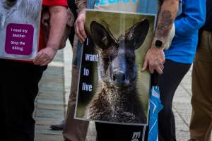 Rally Against the Kangaroo Cull 2026 - Photos taken at a Rally against the annual Kangaroo Cull in Canberra, 2026. This rally was hosted by Animal Defenders Office, Save Canberra's Kangaroos, Animal Liberation ACT, and Animal Justice Party ACT. - Captured at ACT.