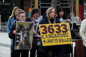 Rally Against the Kangaroo Cull 2026 - Photos taken at a Rally against the annual Kangaroo Cull in Canberra, 2026. This rally was hosted by Animal Defenders Office, Save Canberra's Kangaroos, Animal Liberation ACT, and Animal Justice Party ACT. - Captured at ACT.