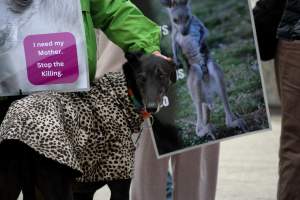 Rally Against the Kangaroo Cull 2026 - Photos taken at a Rally against the annual Kangaroo Cull in Canberra, 2026. This rally was hosted by Animal Defenders Office, Save Canberra's Kangaroos, Animal Liberation ACT, and Animal Justice Party ACT. - Captured at ACT.