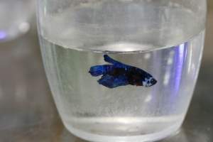 Tropical Fish Incorporated - Captured at Tropical Fish Incorporated, Pasadena CA United States.