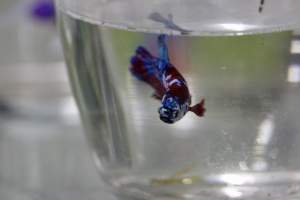 Tropical Fish Incorporated - Captured at Tropical Fish Incorporated, Pasadena CA United States.