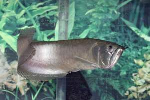 Tropical Fish Incorporated - Captured at Tropical Fish Incorporated, Pasadena CA United States.