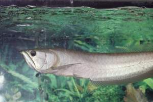 Tropical Fish Incorporated - Captured at Tropical Fish Incorporated, Pasadena CA United States.