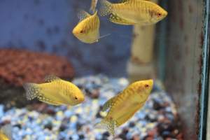 Tropical Fish Incorporated - Captured at Tropical Fish Incorporated, Pasadena CA United States.