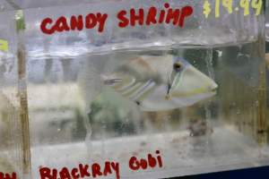 Tropical Fish Incorporated - Captured at Tropical Fish Incorporated, Pasadena CA United States.