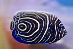 Tropical Fish Incorporated - Captured at Tropical Fish Incorporated, Pasadena CA United States.