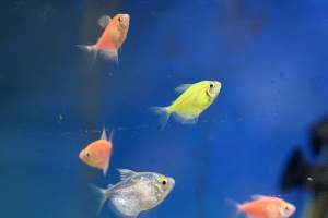 Tropical Fish Incorporated - Captured at Tropical Fish Incorporated, Pasadena CA United States.