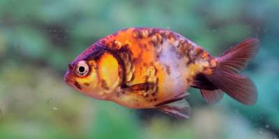 Tropical Fish Incorporated - Captured at Tropical Fish Incorporated, Pasadena CA United States.