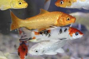 Tropical Fish Incorporated - Captured at Tropical Fish Incorporated, Pasadena CA United States.