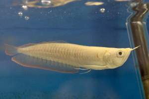 Tropical Fish Incorporated - Captured at Tropical Fish Incorporated, Pasadena CA United States.