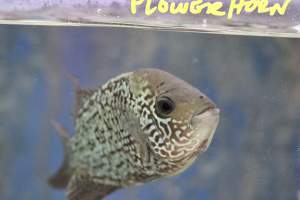 Tropical Fish Incorporated - Captured at Tropical Fish Incorporated, Pasadena CA United States.