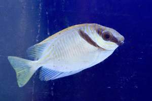 Tropical Fish Incorporated - Captured at Tropical Fish Incorporated, Pasadena CA United States.