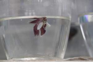 Tropical Fish Incorporated - Captured at Tropical Fish Incorporated, Pasadena CA United States.
