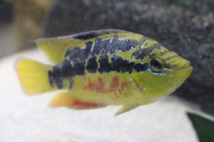 Bermuda Aquatics - Captured at Bermuda Aquatics Exotic Fish & Ponds, Ventura CA United States.