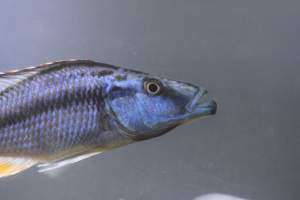 Bermuda Aquatics - Captured at Bermuda Aquatics Exotic Fish & Ponds, Ventura CA United States.